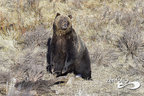 grizzly images 2017 (15)