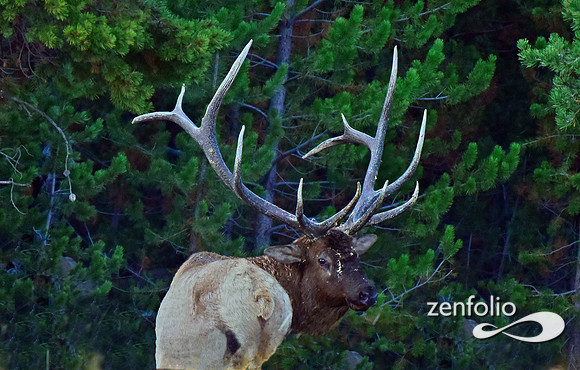monster bull elk