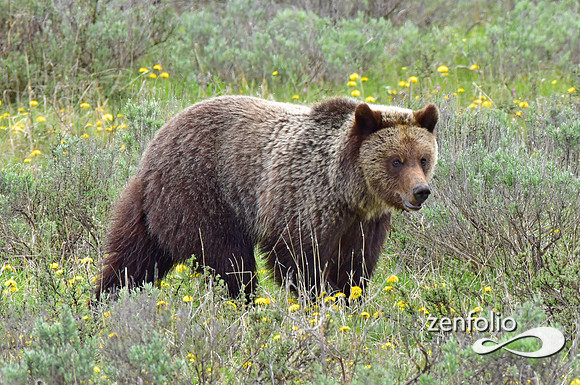 grizzly (5)