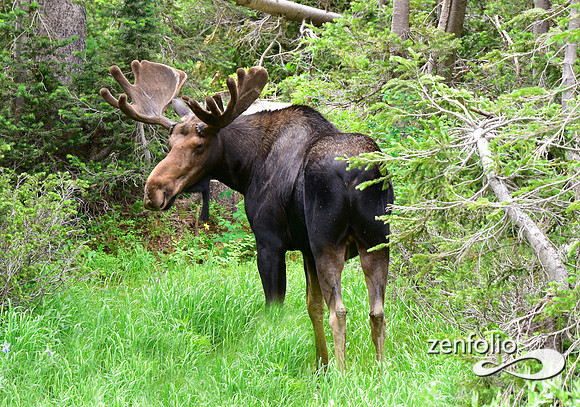 bull moose (1)