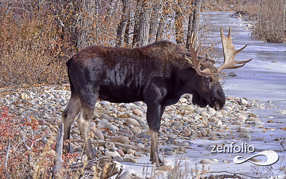 bull moose (118)