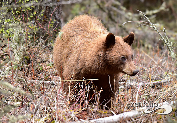 cinnamon bear (11)