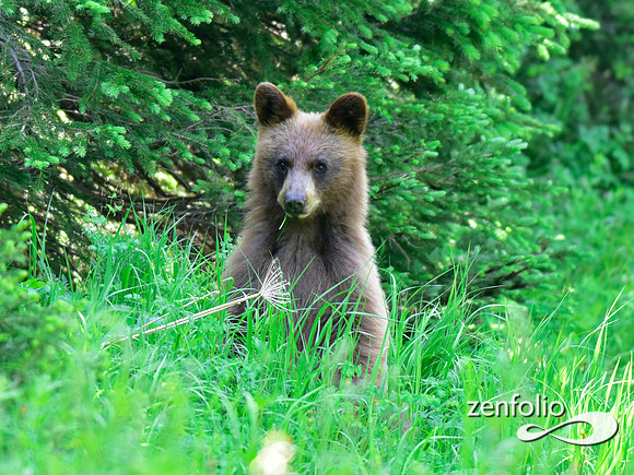 cinnamon black bear (4)