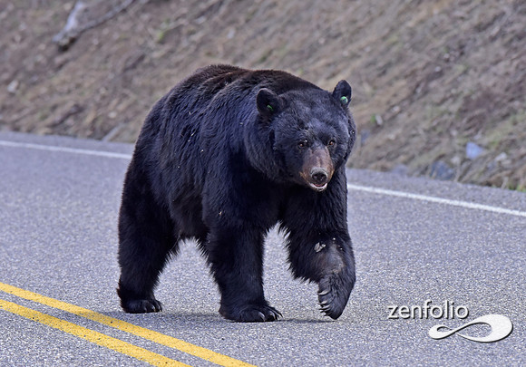 _TED4629