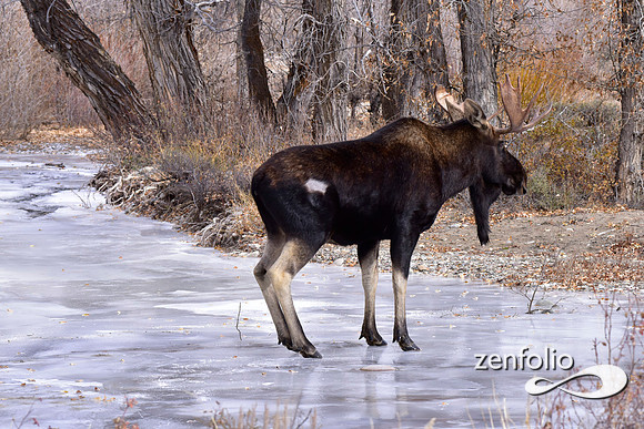 bull moose (190)