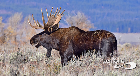 bull moose (19)