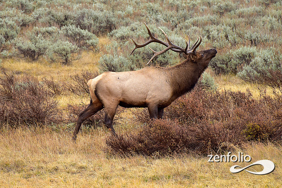 big bull elk (11)