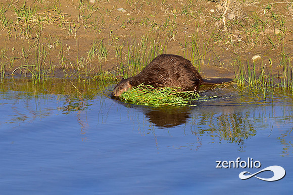 beavers (84)