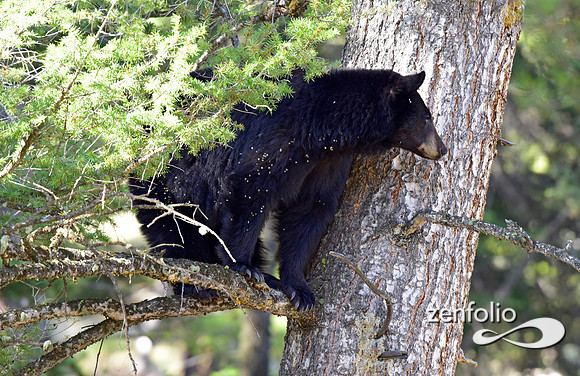 female black bear