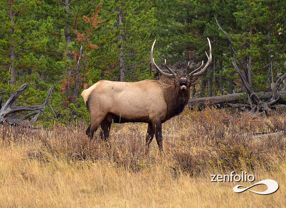 big bull elk (16)