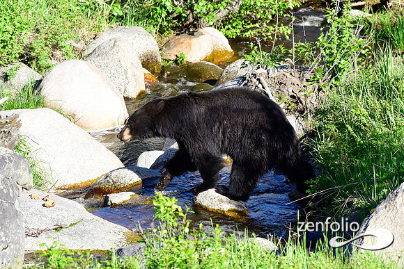 black bear