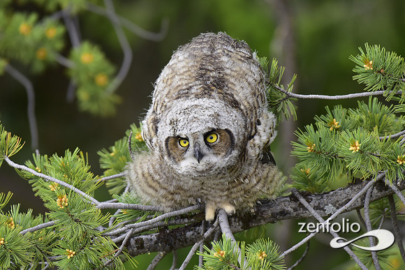 great horned owls