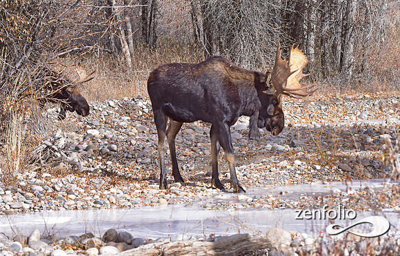 bull moose (122)