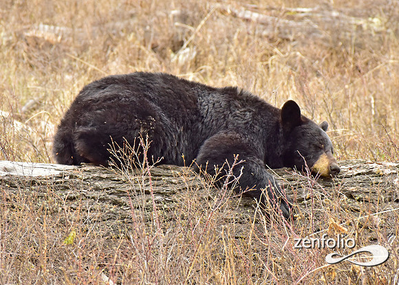 black bears (2)