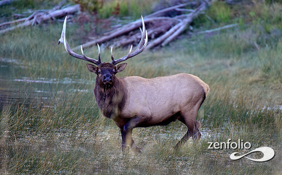 swan lake flats bull elk (2)