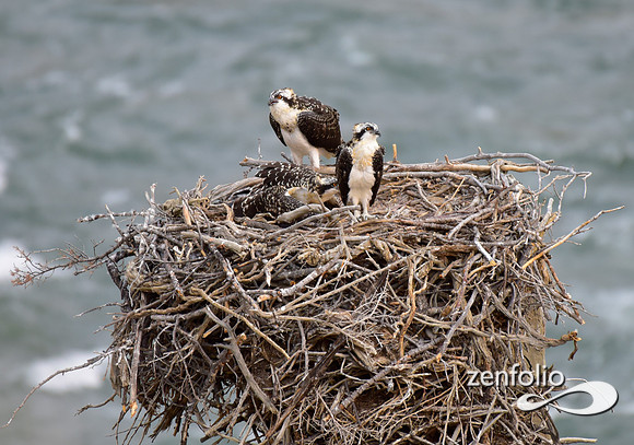 nesting ospreys (6)