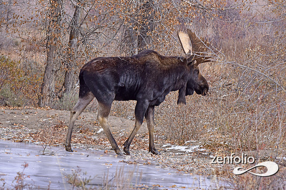 bull moose (162)