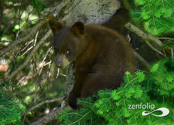 black bear cub (5)