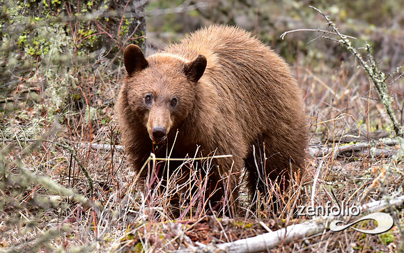 cinnamon bear (5)