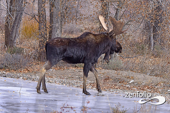 bull moose (158)