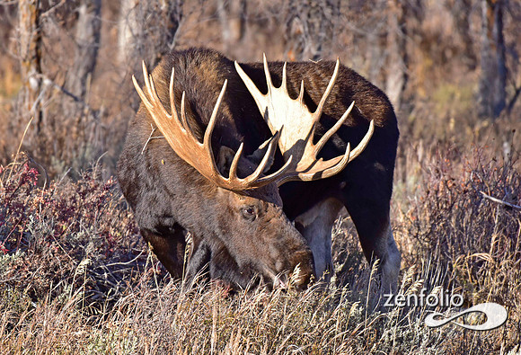 bull moose (88)