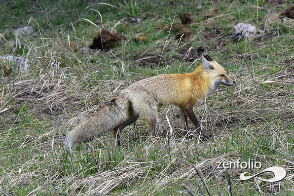 red fox