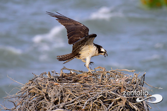 osprey nesting (7)