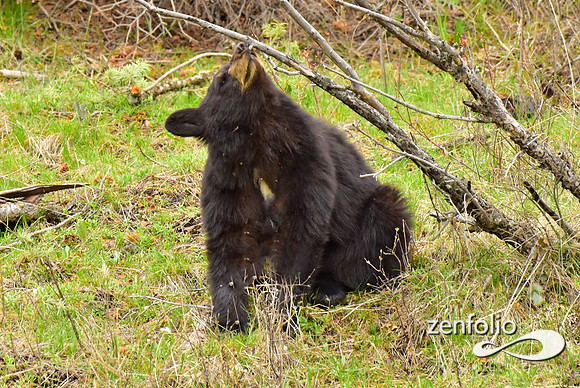 black bears (30)