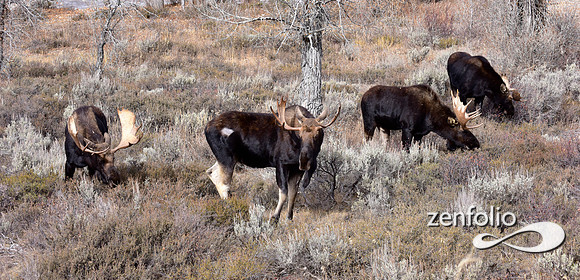 bull moose (199)