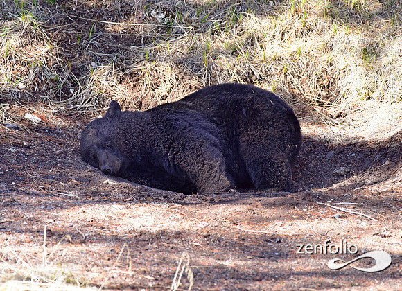 male black bear