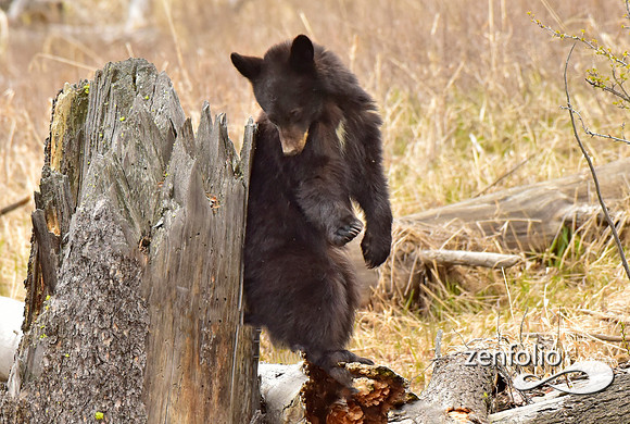 black bears (24)