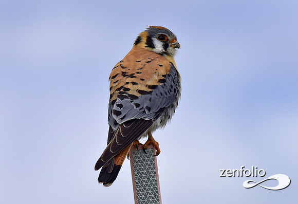 male kestrel (3)