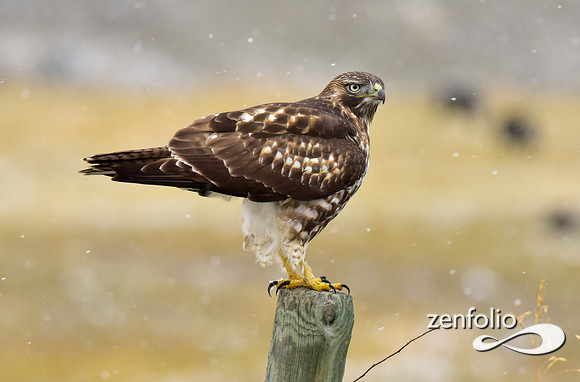 red tail hawk  (4)
