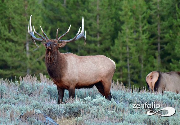rutting bull elk (13)