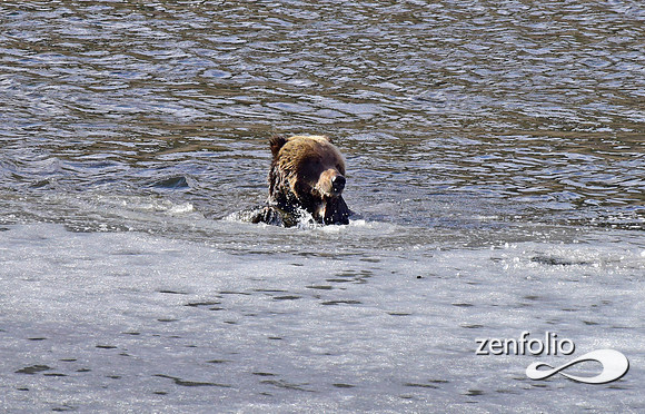 blacktail grizzly,spring 2017 (179)