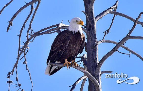 bald eagle (2)