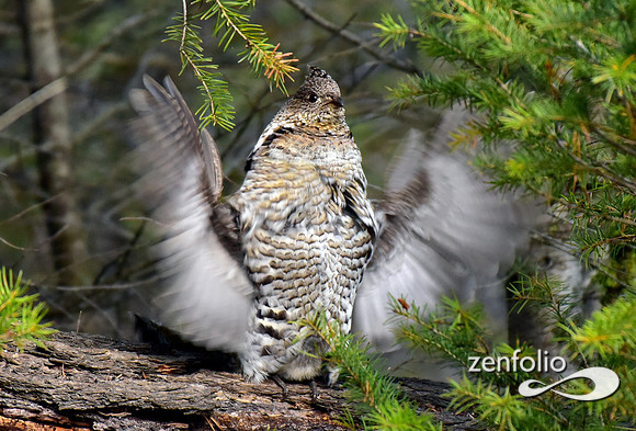 ruffed grouse (6)