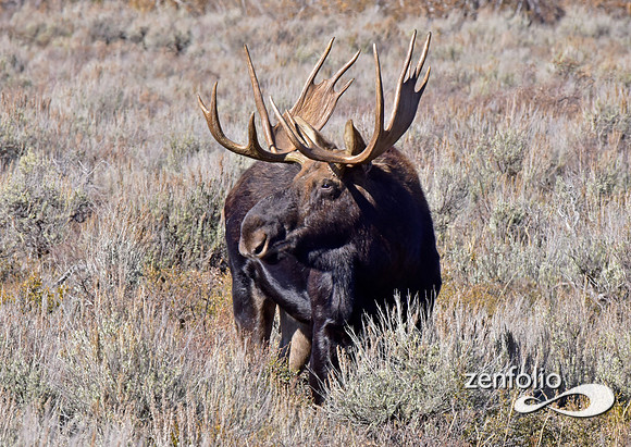 bull moose (24)