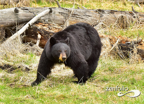black bears (25)