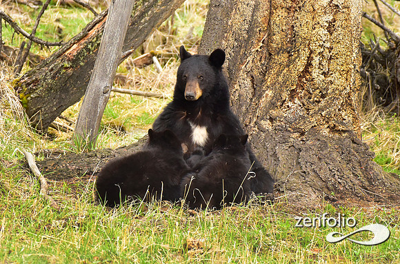 black bears (11)