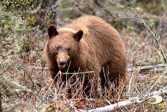 cinnamon bear (4)