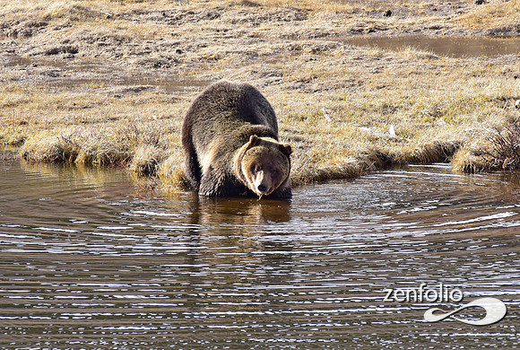 blacktail grizzly,spring 2017 (164)