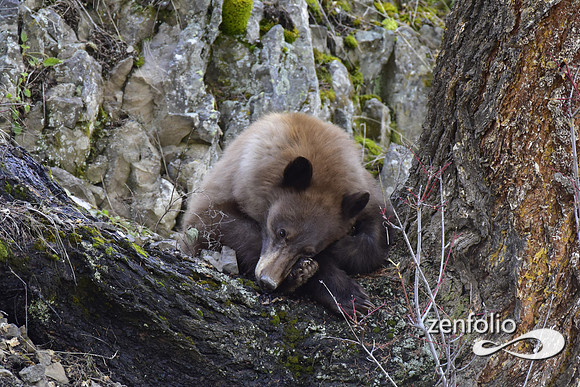 sleepy bear (22)