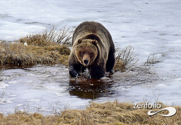 blacktail grizzly,spring 2017 (107)