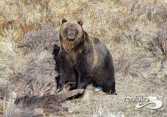 grizzly images 2017 (16)