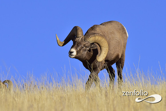 bighorn rams (7)