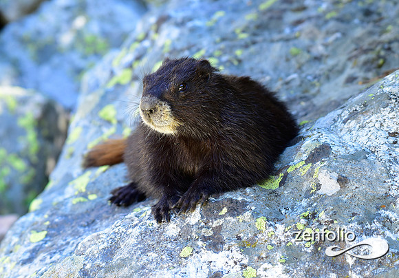 black marmot (2)