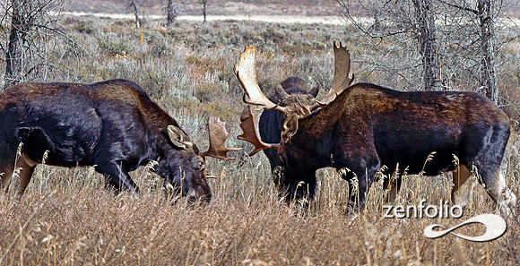 bull moose (108)