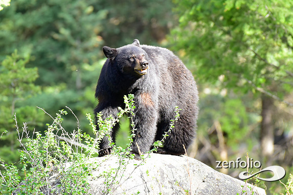female black bear