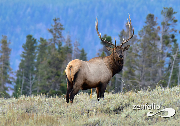 six point bull elk (1)